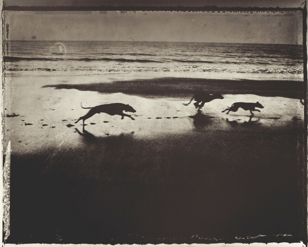 Les chiens де Мария, 2000