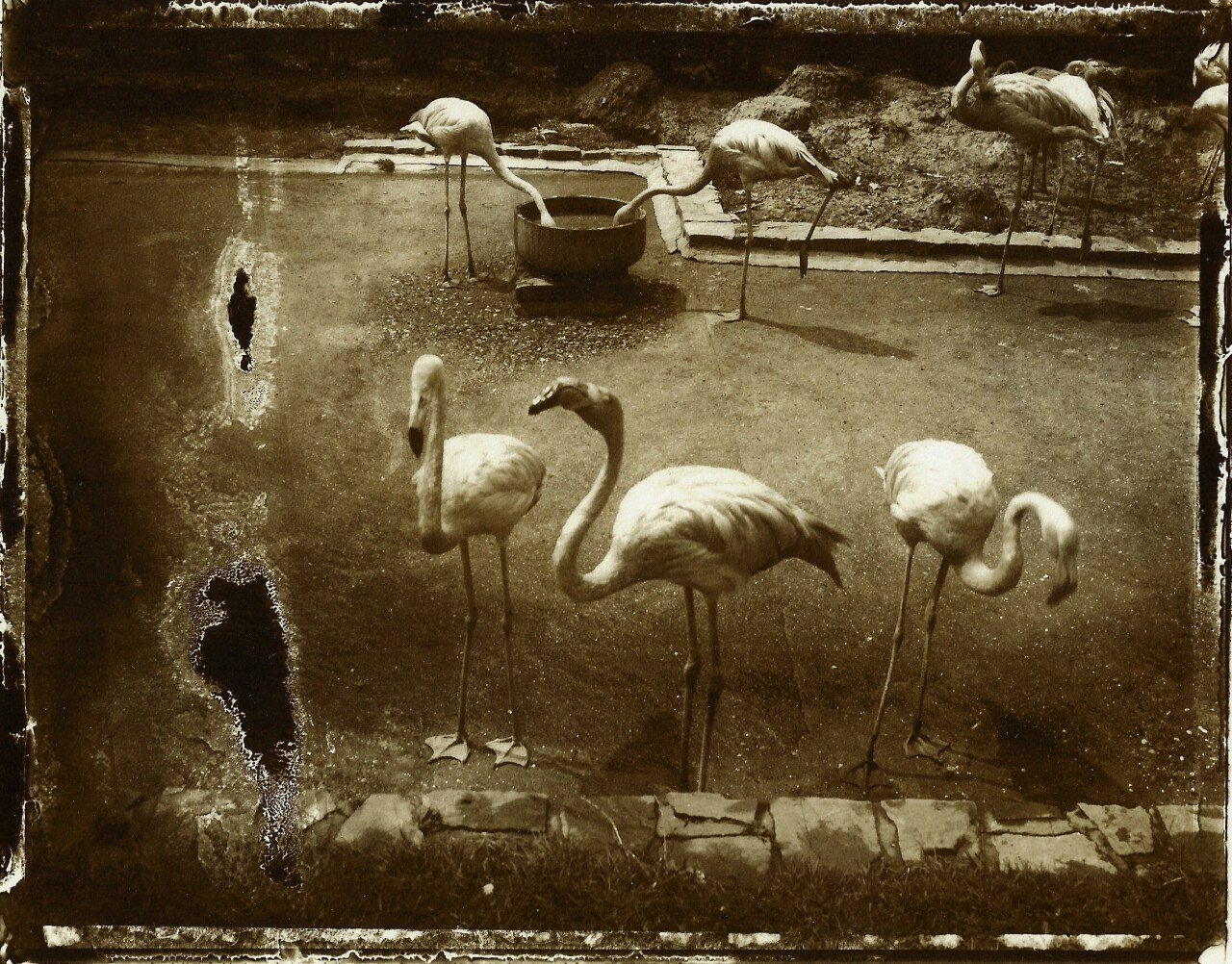 Les Loiseaux dAnvers, 1990