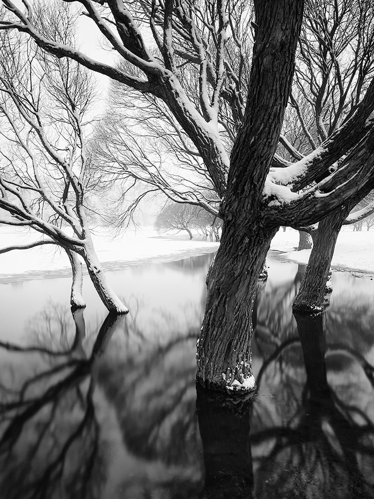 A row of leafless winter trees reflected in still black water. Minimalist landscape evoking calm, symmetry, and quiet introspection.