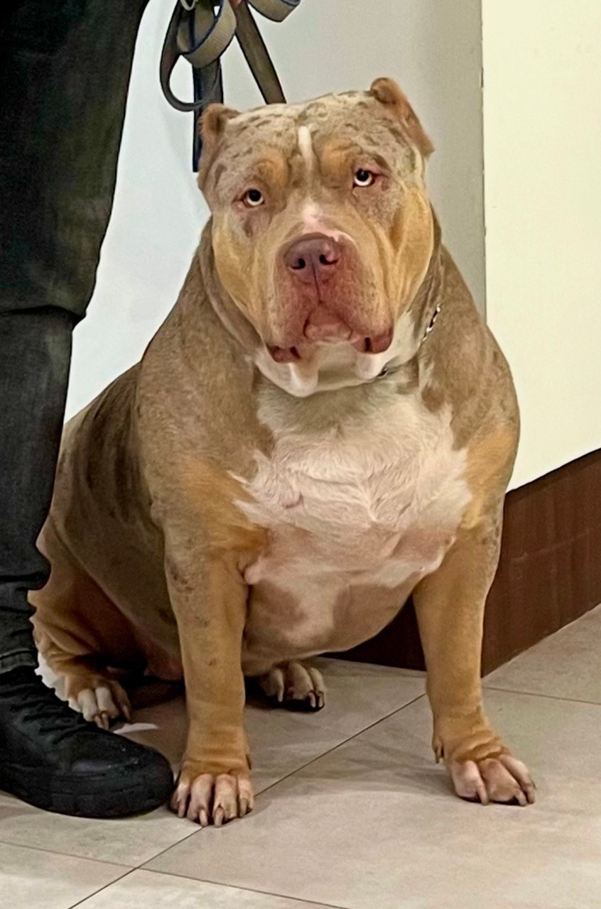 BBK’s Amber. Американские булли XL в г. Калининград. Питомник Great Bully UNIVERSE