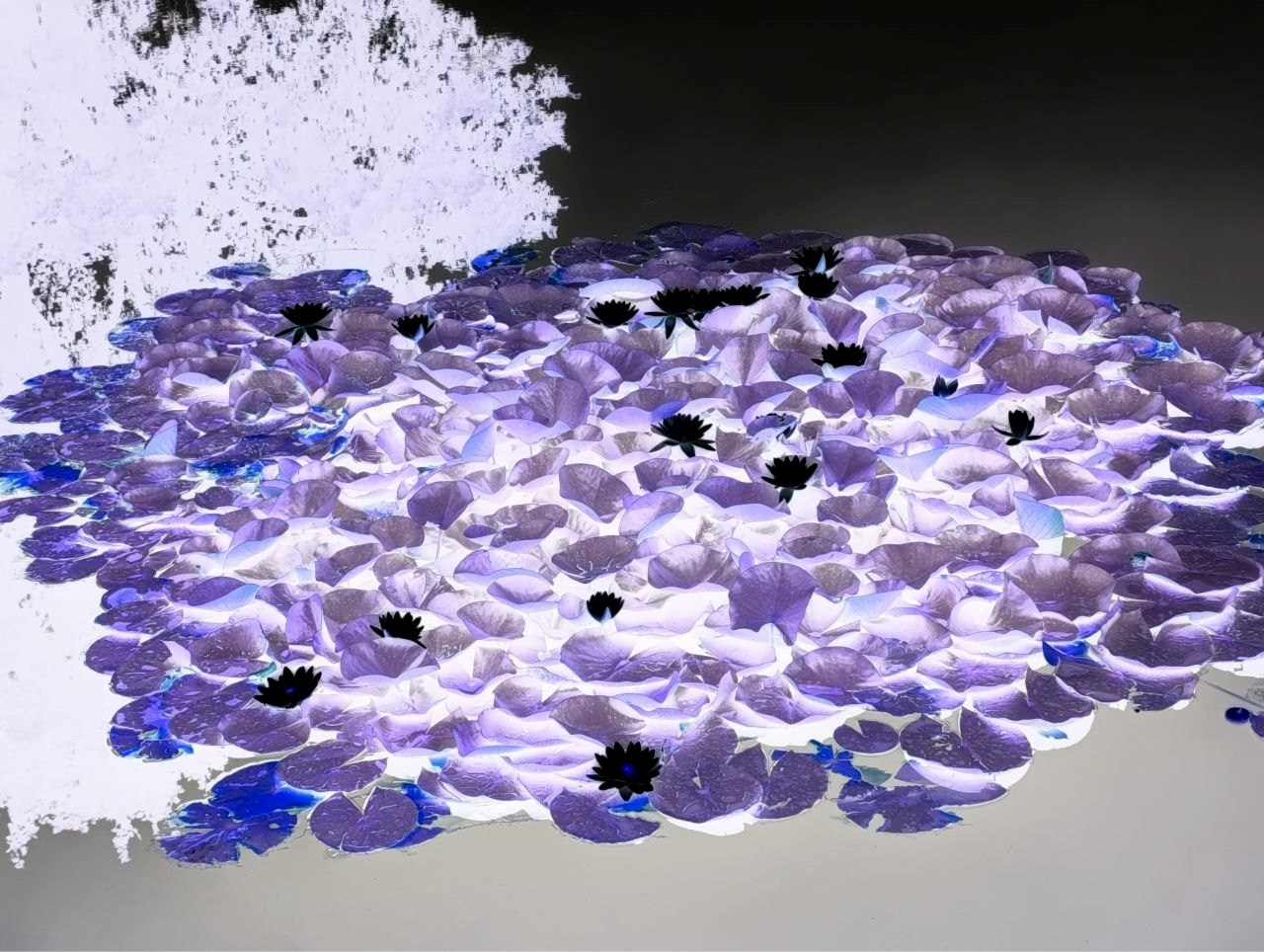 Елена Чернышова — Пираты воображения