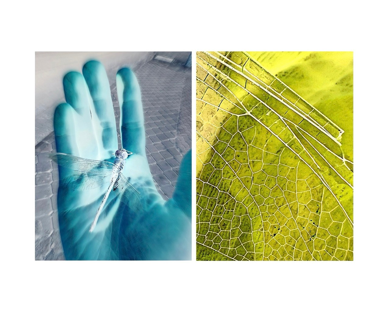 DIPTYCH STORY. VISUAL ARTIST