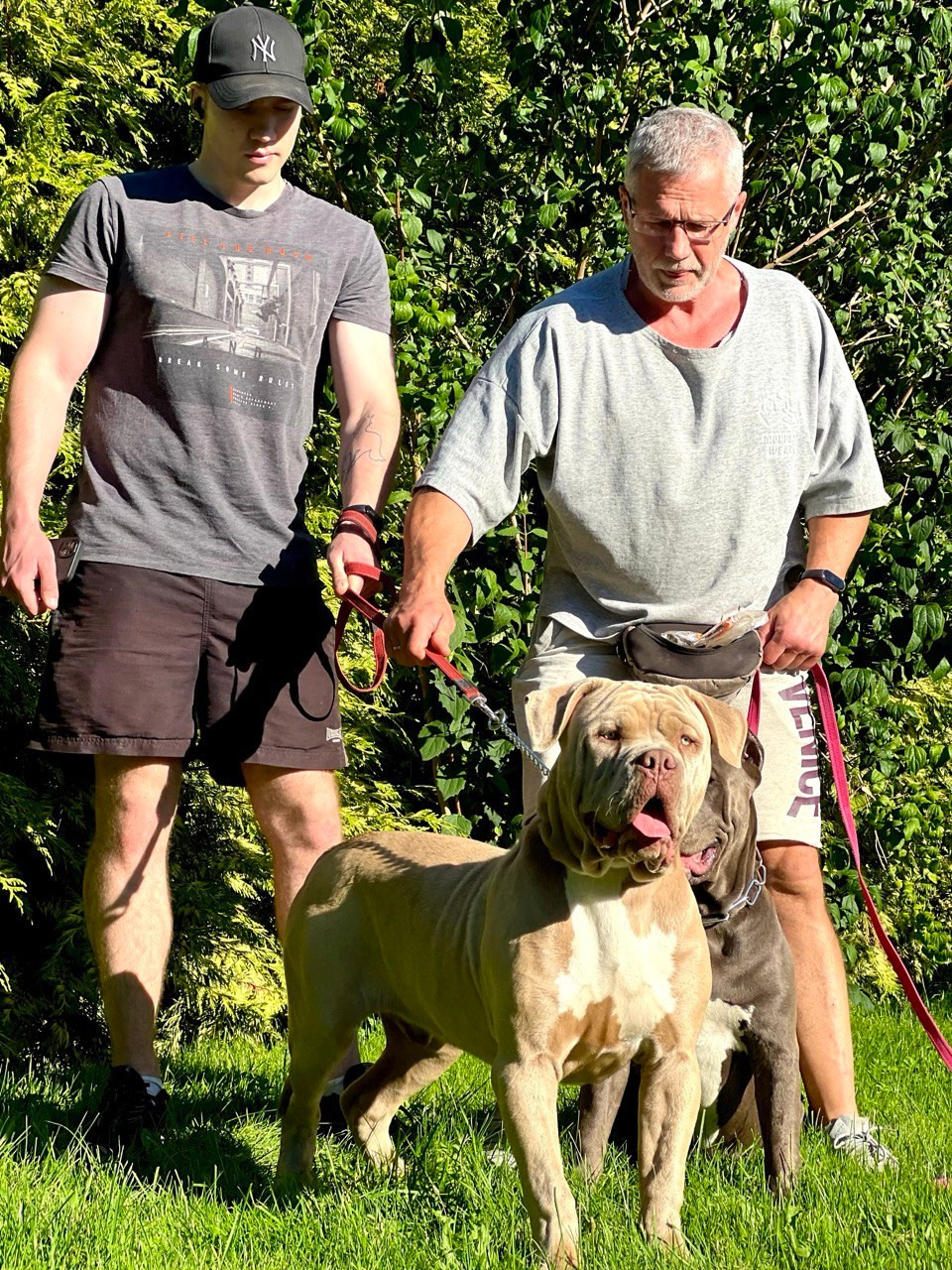 GBU ESKOBAR. Американские булли XL в г. Калининград. Питомник Great Bully UNIVERSE