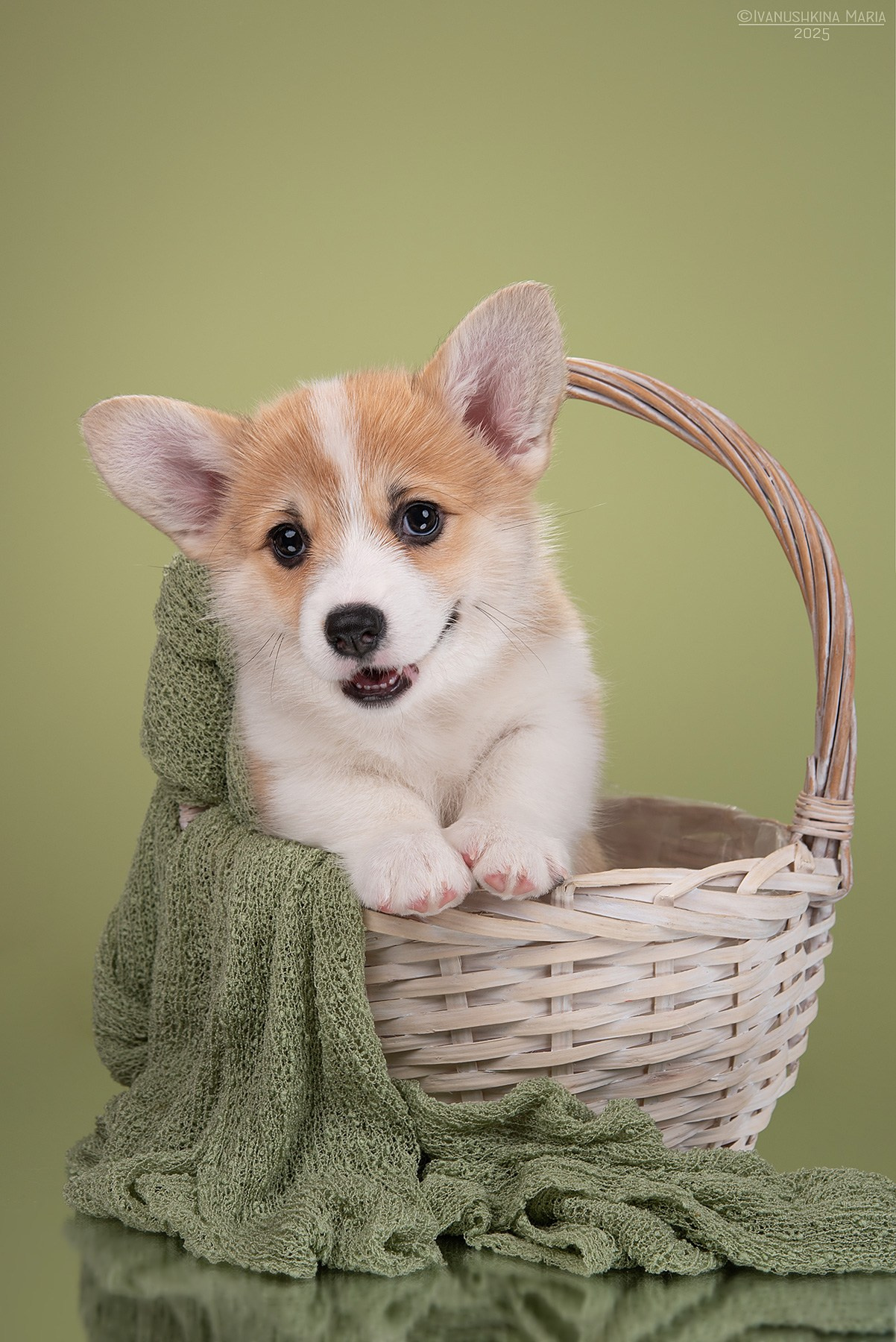 Фотосессия щенков на фонах. Фотограф собак в Москве и Московской области Иванушкина Мария