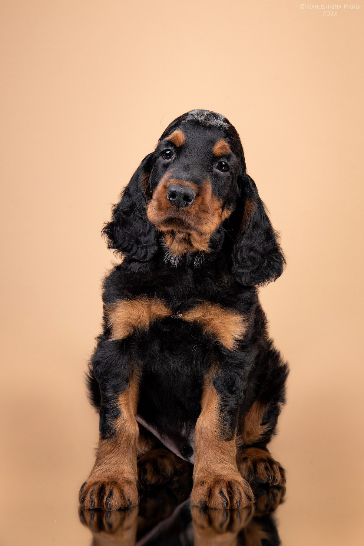 гордон сеттер