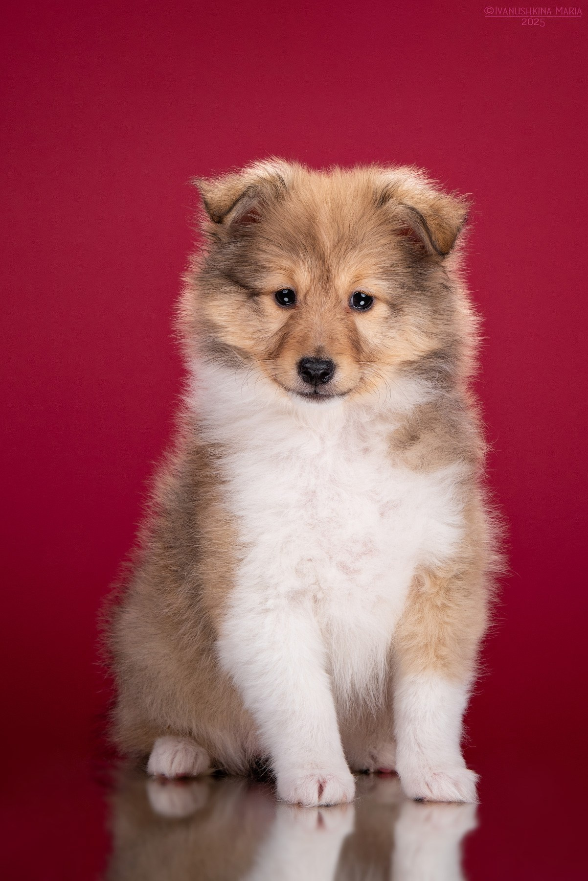 Фотосессия щенков на фонах. Фотограф собак в Москве и Московской области Иванушкина Мария