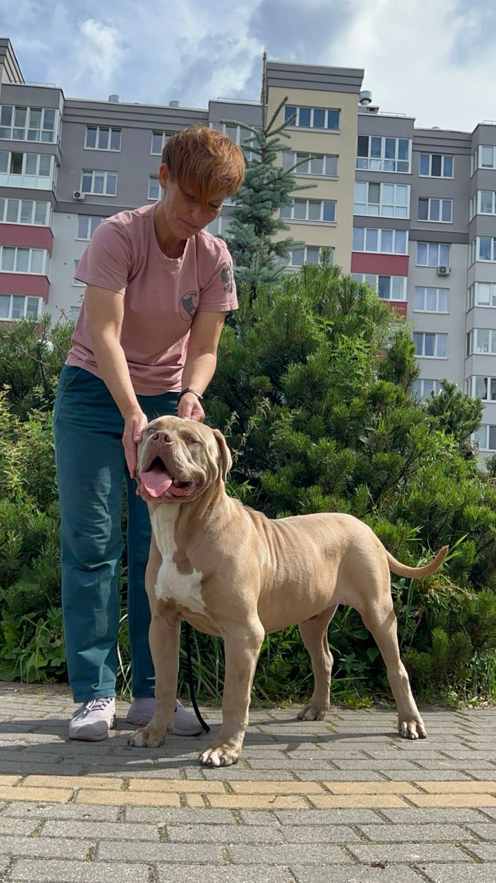 GBU ESKOBAR. Американские булли XL в г. Калининград. Питомник Great Bully UNIVERSE