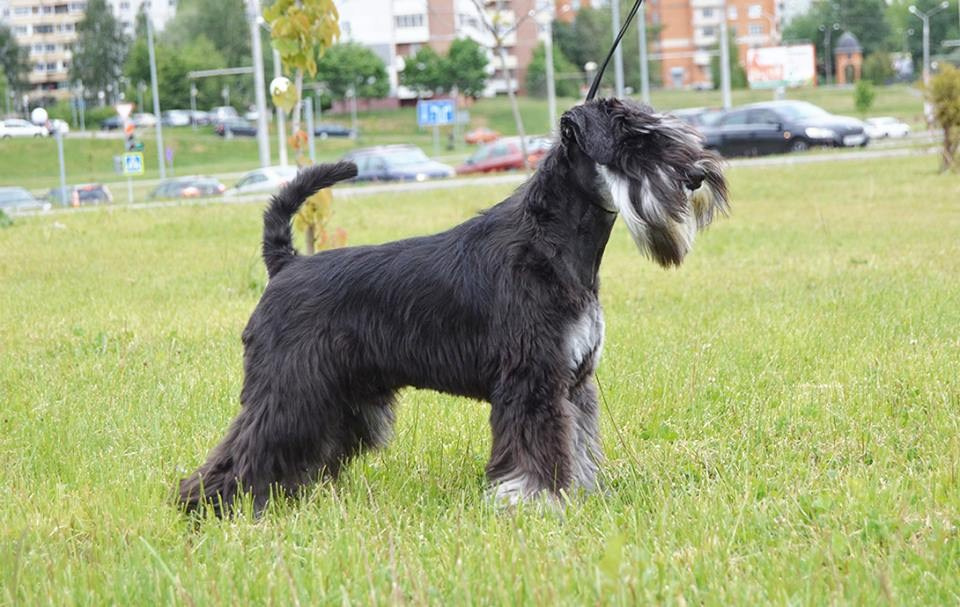 Майбах/Delinso Balance Argyris. Питомник цвергшнауцеров в Беларуси «Делинсо Бэлэнс»
