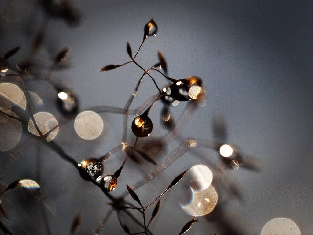 Елена Гонтаренко — художественный портрет. Фотограф в России, Семейный фотограф, репортажный фотограф, детский фотограф, портретный фотограф, контент фотограф, универсальный фотограф