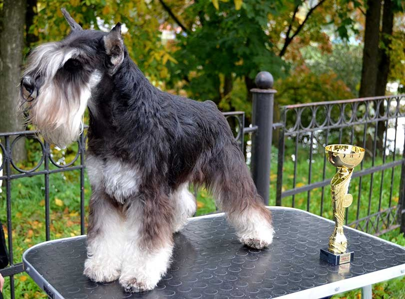 Софи/Asson Ari Vivien Marceau. Питомник цвергшнауцеров в Беларуси «Делинсо Бэлэнс»