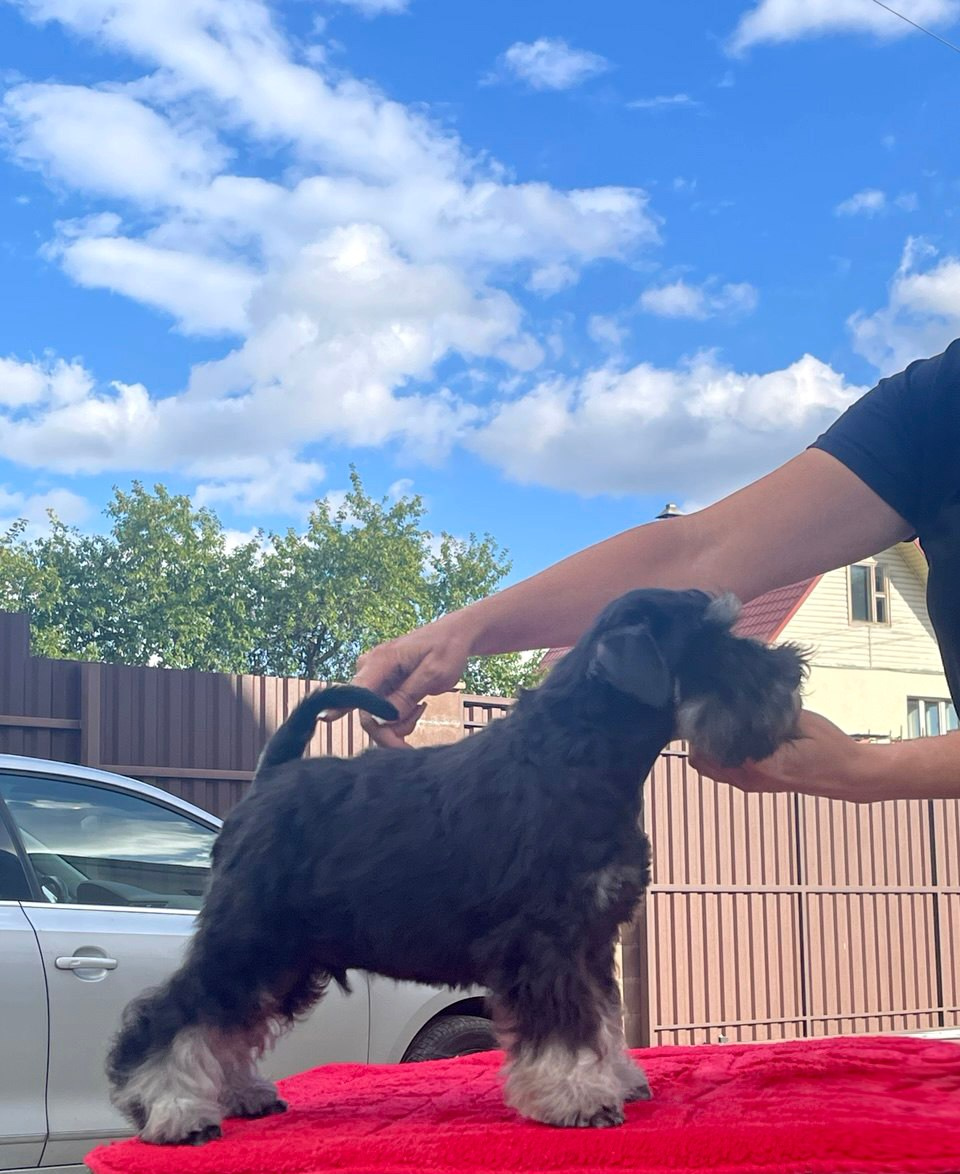 #цвергшнауцер #щенокцвергшнауцера #питомникцвергшнауцеров #делинсобэлэнс