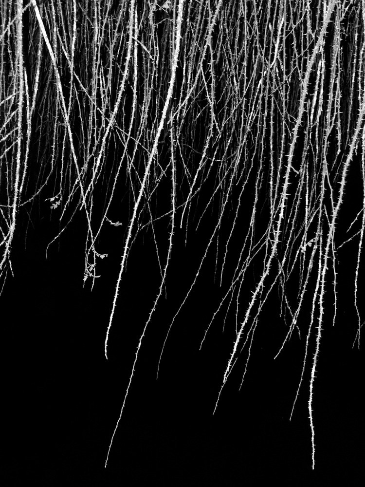 Фотокнига «Solstice» художницы Джулии Боле (Julia Bohle). Private image