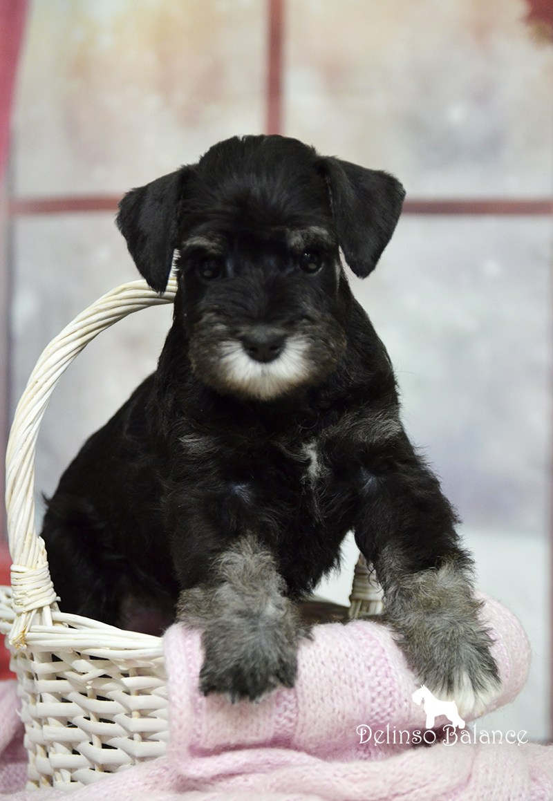 Питомник Делинсо Бэлэнс, щенки цвергшнауцера, купить щенка цвергшнауцера, питомник цвергшнауцеров, кобель цвергшнауцера для вязки, щенок цвергшнауцера, питомник цвергшнауцеров, черный с серебром, цверг, лучший питомник в беларуси, цвергшнауцеры минск, питомник цвергшнауцеров Минск, цвергшнауцер