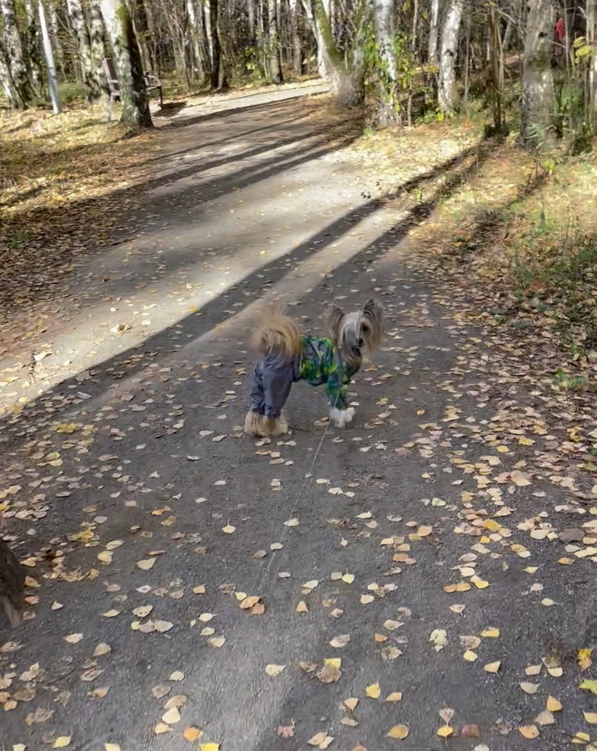 Честер и ко. осенью в Тропарево. Питомник китайских хохлатых собак Poale Ell: купить щенка в питомнике