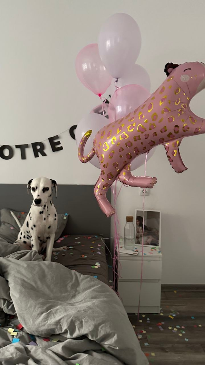 Dostava balona Novi Sad Dostava balona Beograd. Шары с гелием, фотозоны Нови Сад Белград. Balone i dekoracije od balona Novi Sad Beograd