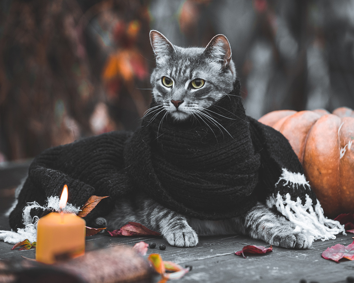 Ира, Маша, Паша и кот Василий, Серия «Autumn vibes». Коваленко Светлана, фотограф в Москве. Концерты, события и люди