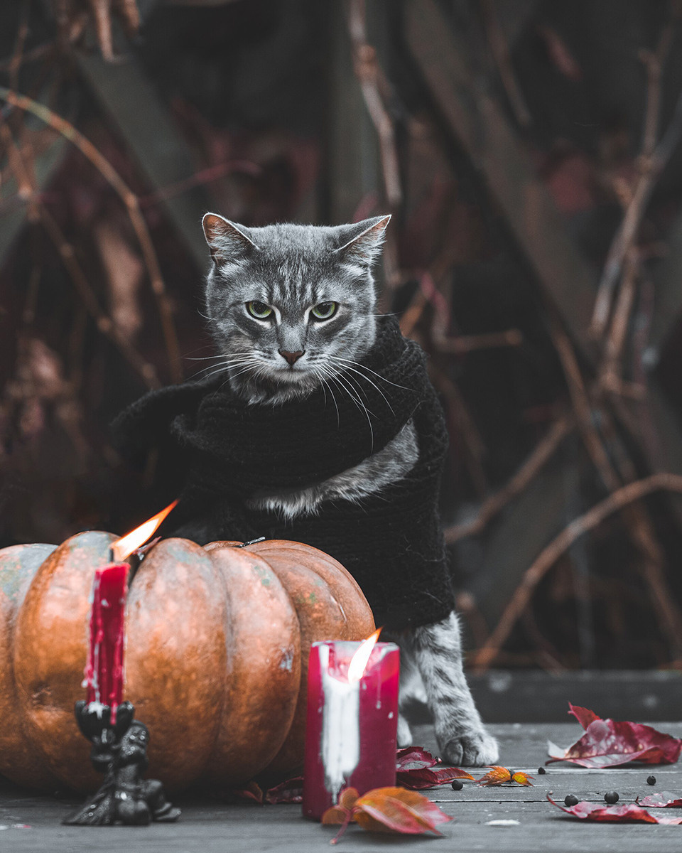 Ира, Маша, Паша и кот Василий, Серия «Autumn vibes». Коваленко Светлана, фотограф в Москве. Концерты, события и люди