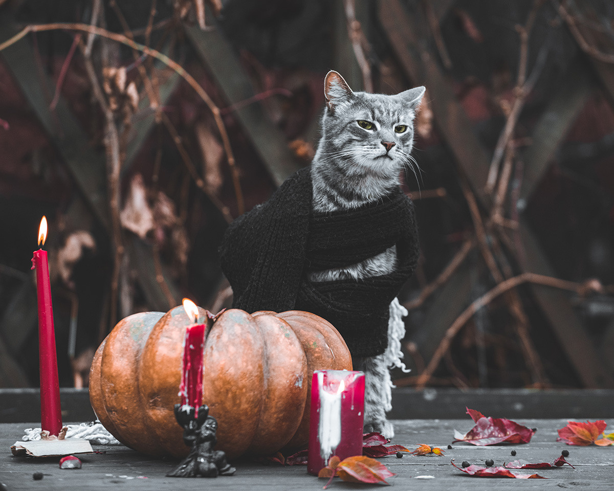 Ира, Маша, Паша и кот Василий, Серия «Autumn vibes». Коваленко Светлана, фотограф в Москве. Концерты, события и люди