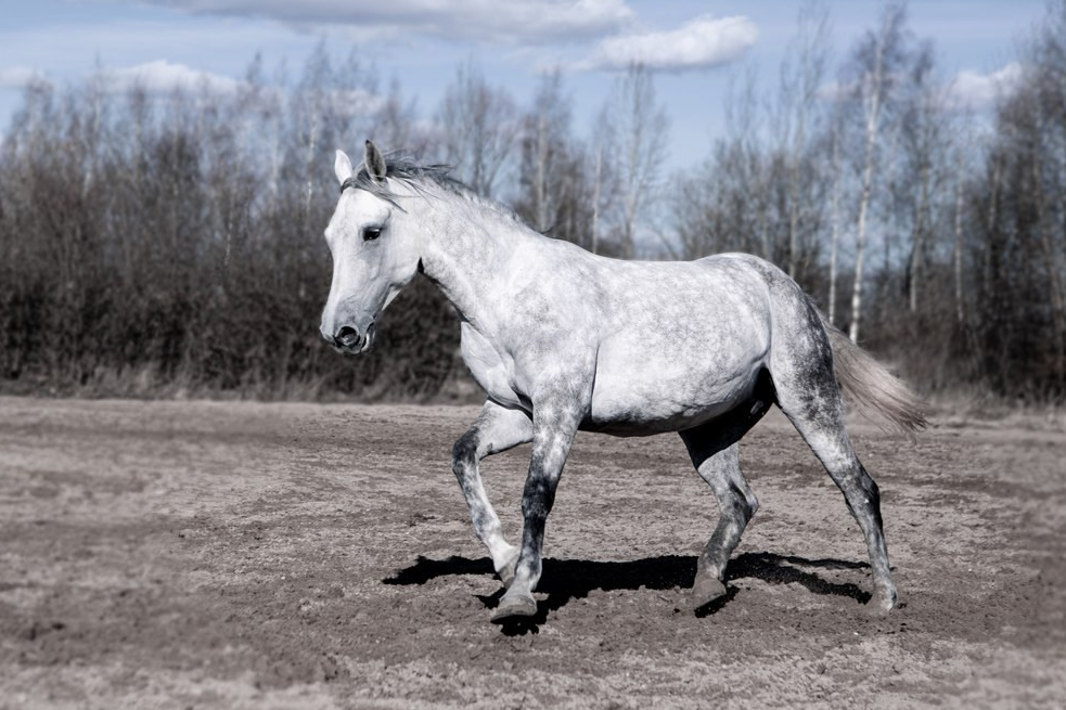 Лошади. Свадебный и портретный фотограф Москва
