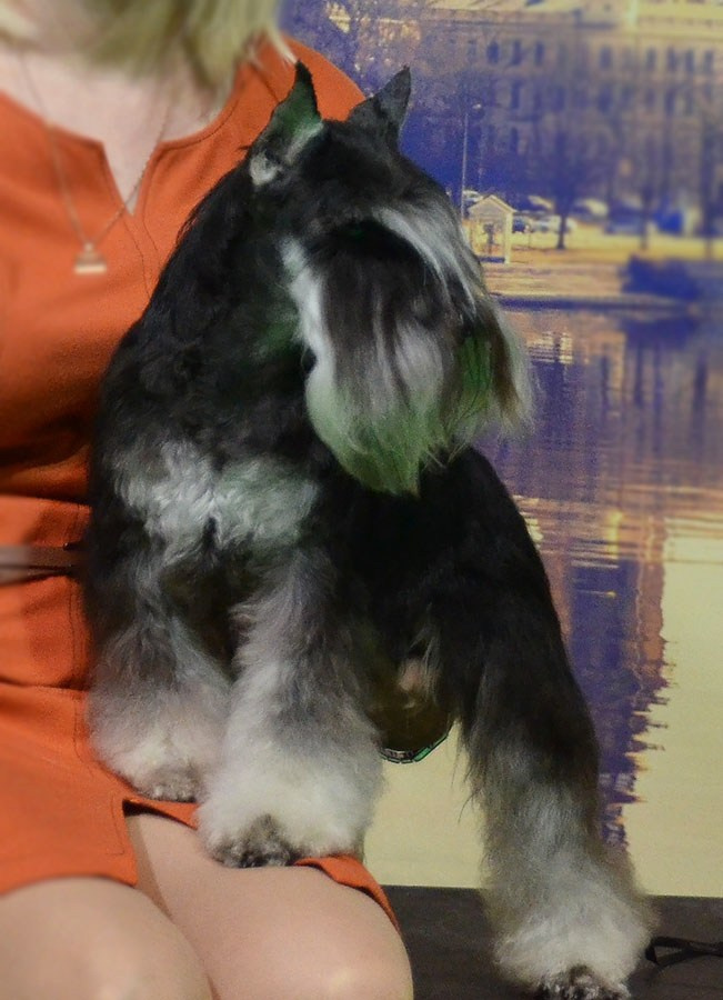 Софи/Asson Ari Vivien Marceau. Питомник цвергшнауцеров в Беларуси «Делинсо Бэлэнс»