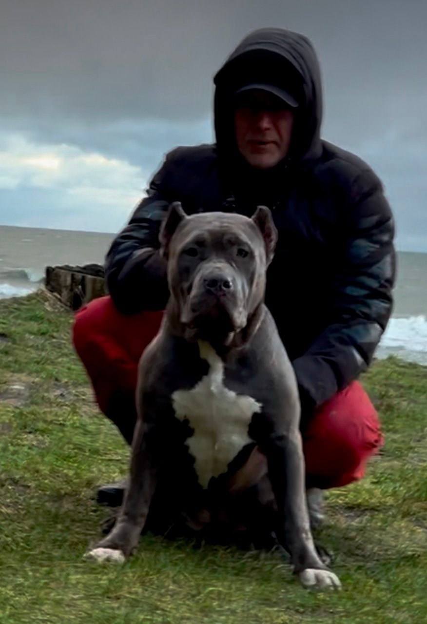 GBU Lakshmi. Американские булли XL в г. Калининград. Питомник Great Bully UNIVERSE