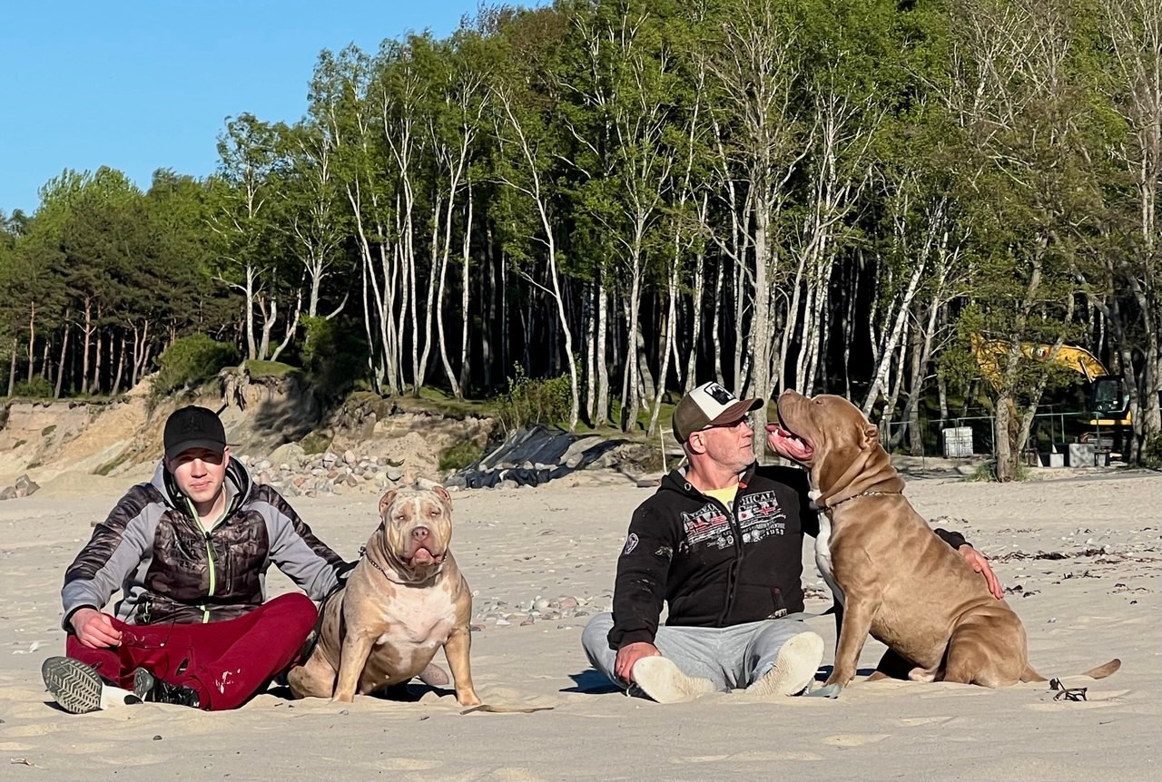 BBK’s Amber. Американские булли XL в г. Калининград. Питомник Great Bully UNIVERSE