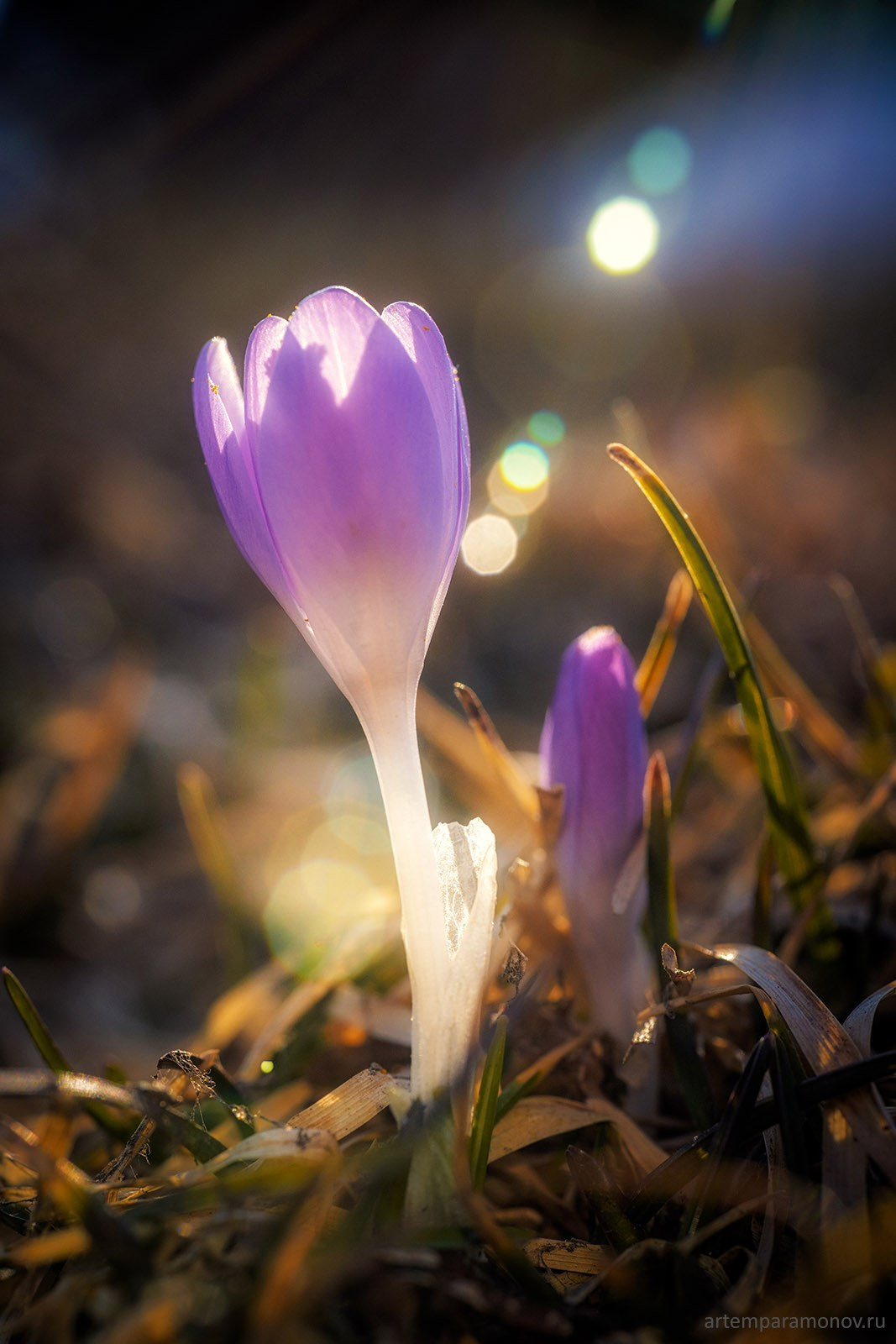 Тульские первоцветы. Фотохудожник Артём Парамонов