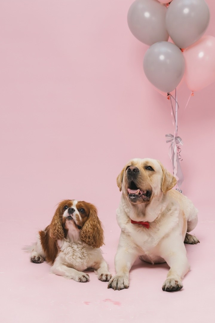 Хозяева и их животные. Портфолио свадебного фотографа. Роман Каргаполов