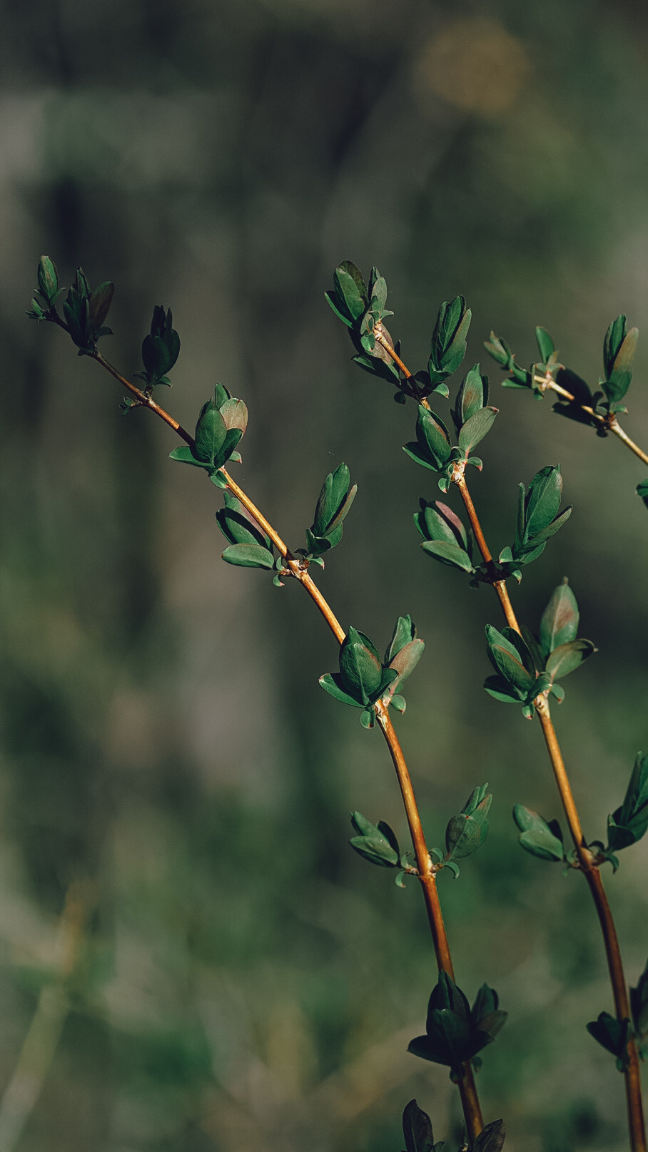 Между Уфой и Оренбургом 2022. Человек с фотокамерой