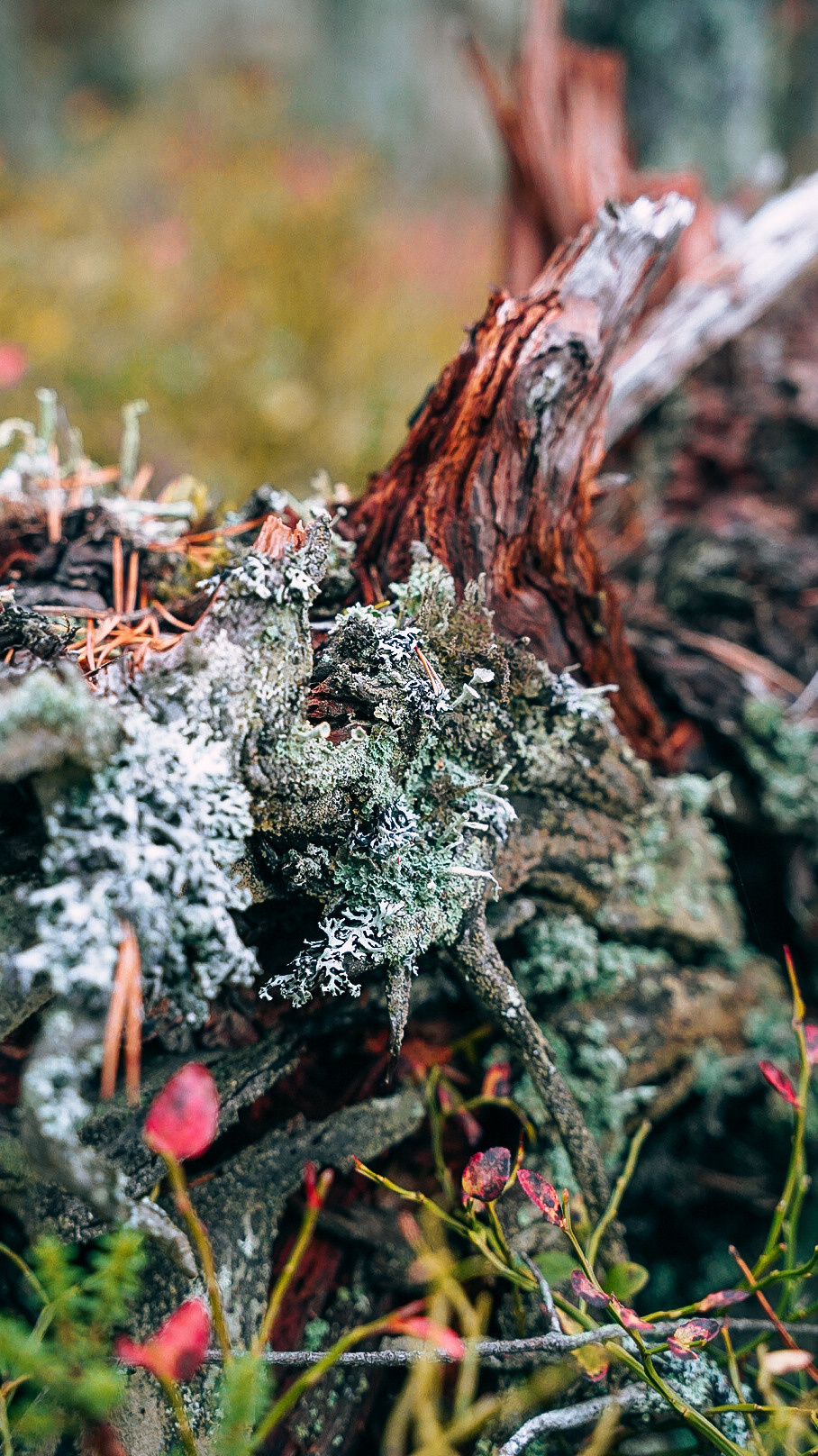 Вокруг Ладоги на мотоцикле 2020. Человек с фотокамерой