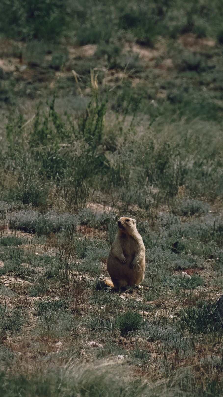 Между Уфой и Оренбургом 2022. Человек с фотокамерой
