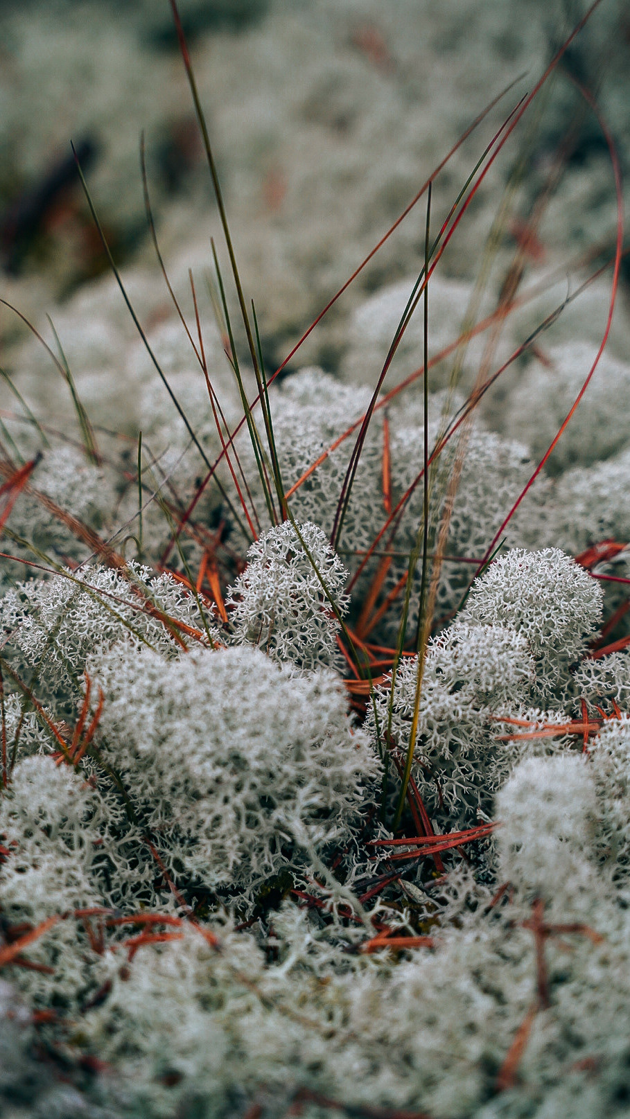 Вокруг Ладоги на мотоцикле 2020. Человек с фотокамерой