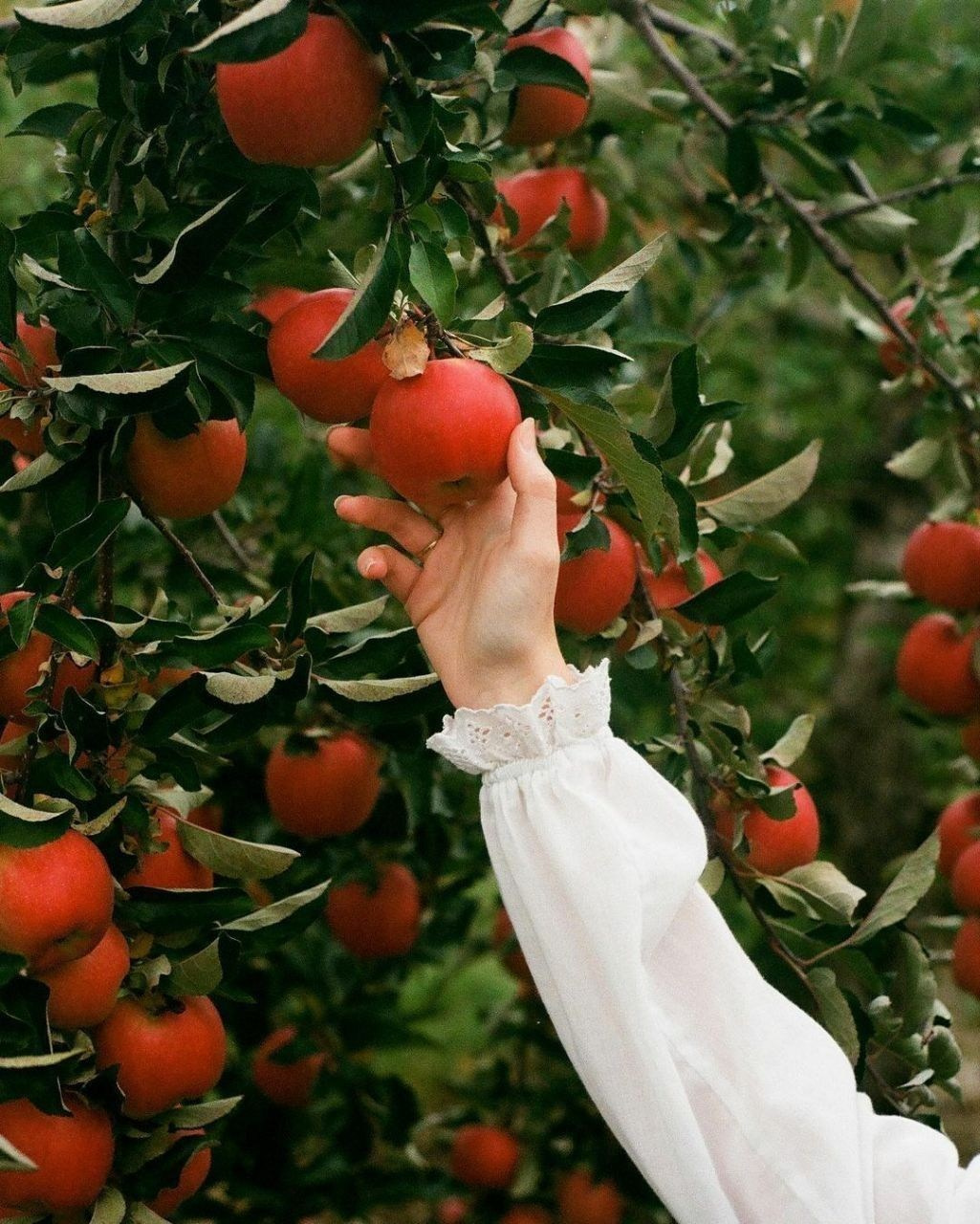 Фотопроект RED APPLES. Бусова Анастасия — фотограф беременности — Томск