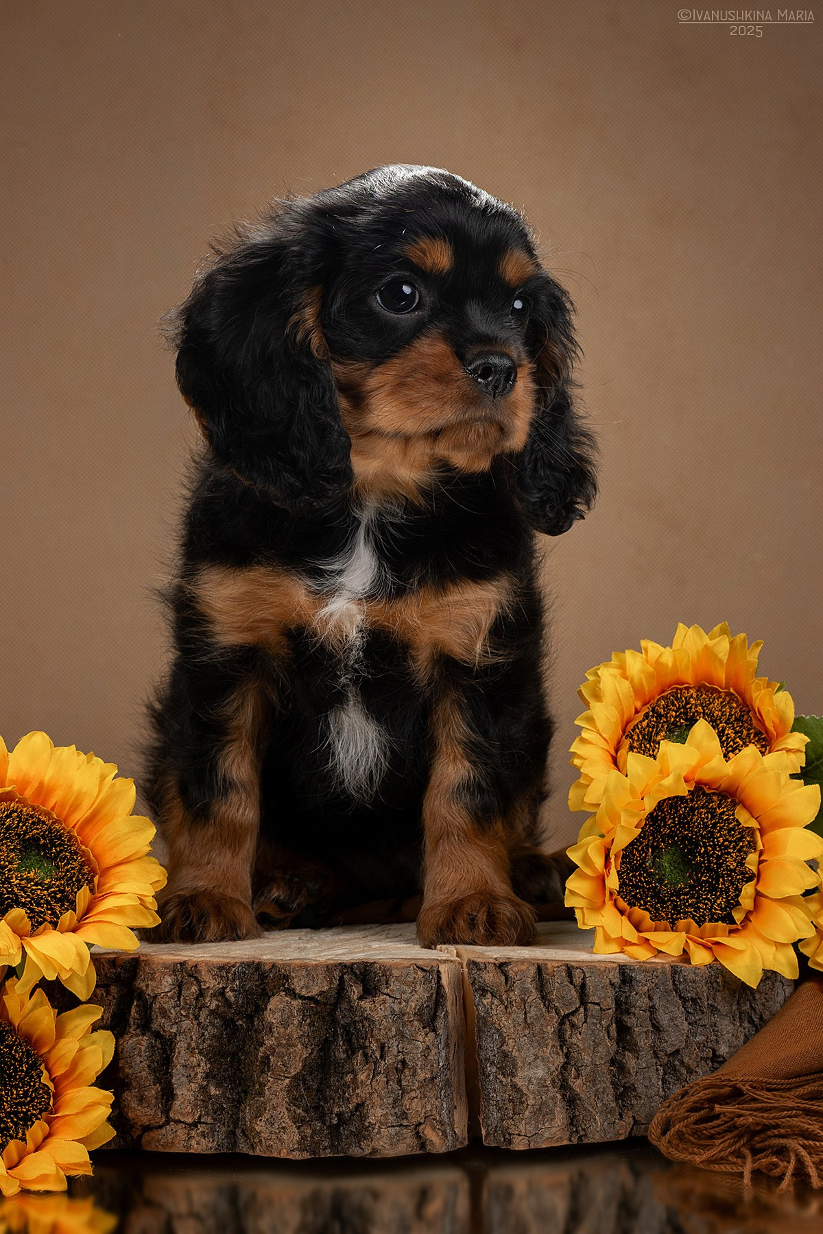 Фотосессия щенков на фонах. Фотограф собак в Москве и Московской области Иванушкина Мария