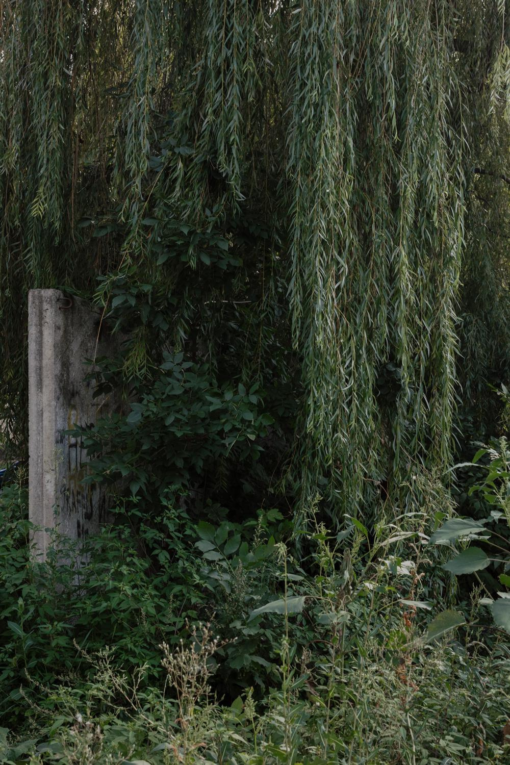 Arcadia. Anastasia Tsayder