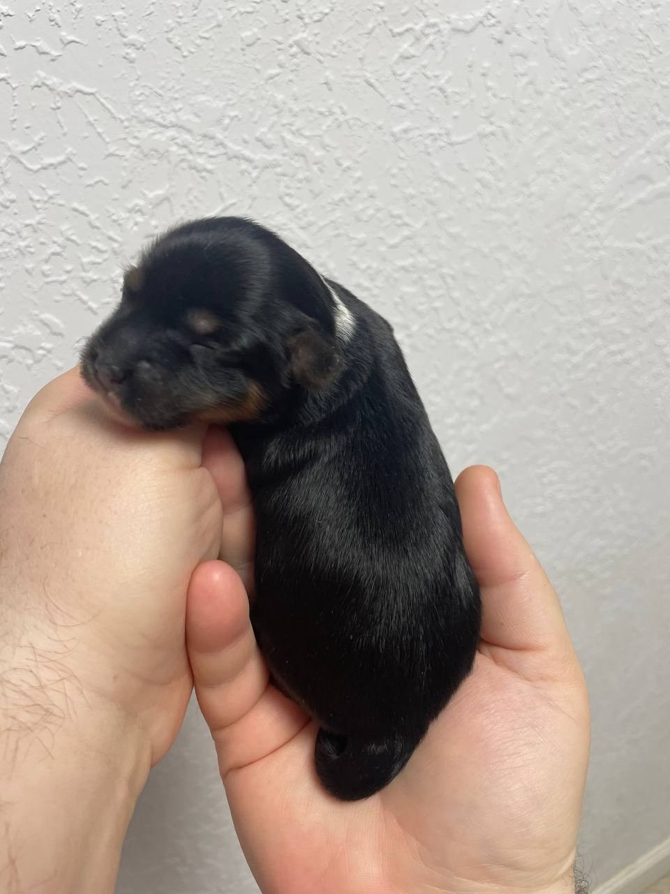 Poale Ell Grace неделя