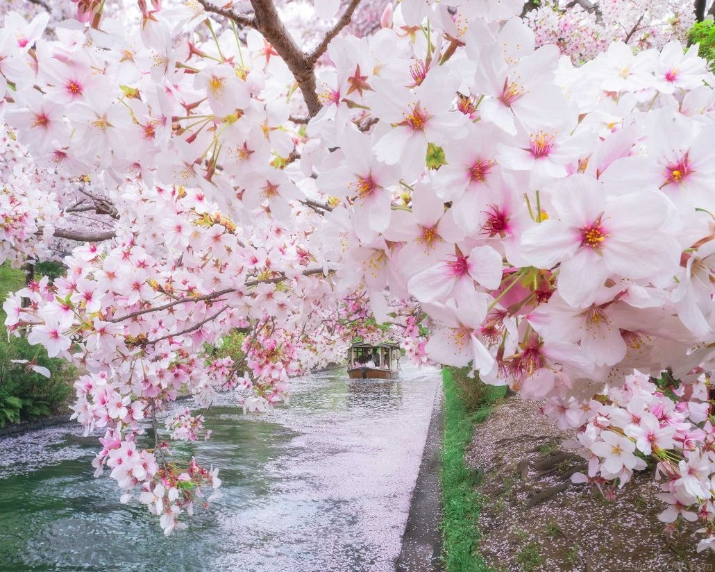 Japan in Sakura time, 7-14 April 2026. Alexkrepak