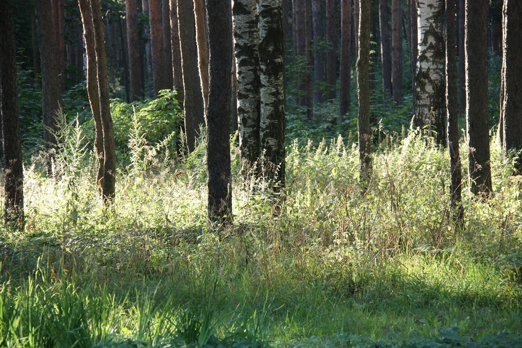 Курс «С нуля»