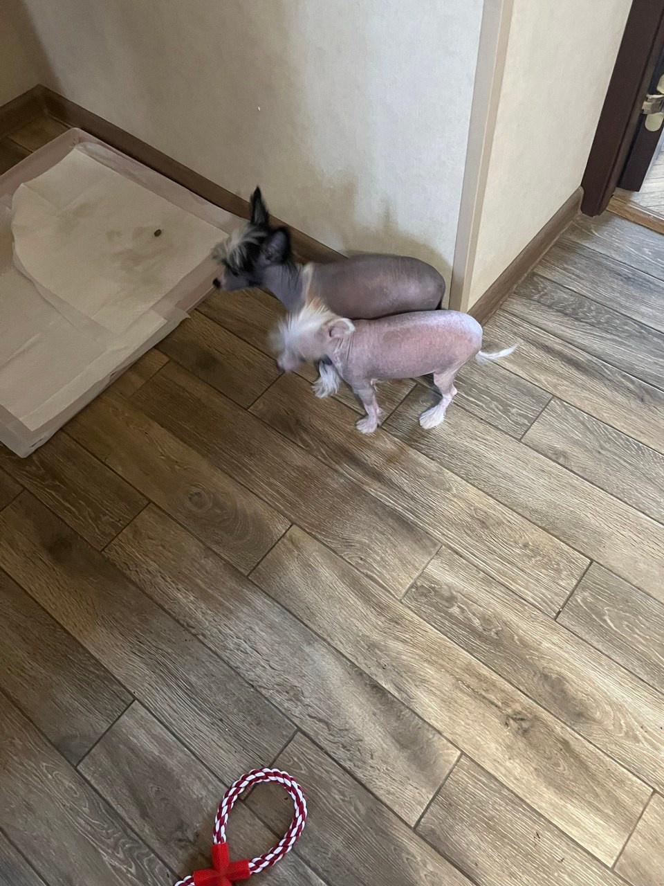 Дора и Доминика уехали домой. Питомник китайских хохлатых собак Poale Ell: купить щенка в питомнике