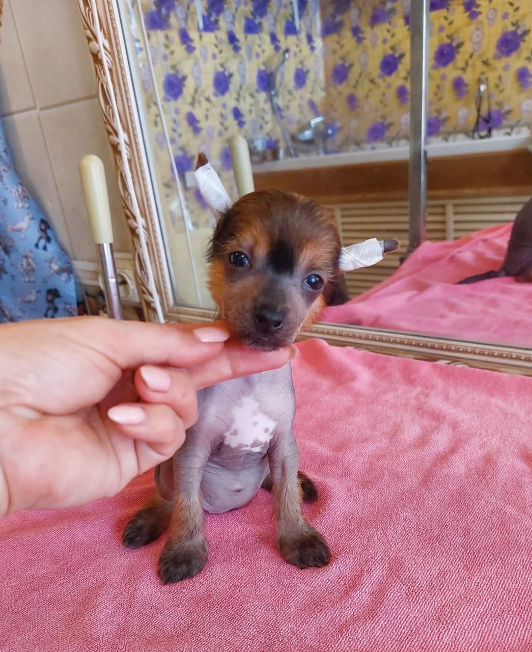 Ashantal Emmanuel Poale Ell. Chinese Crested Dog Kennel Poale Ell