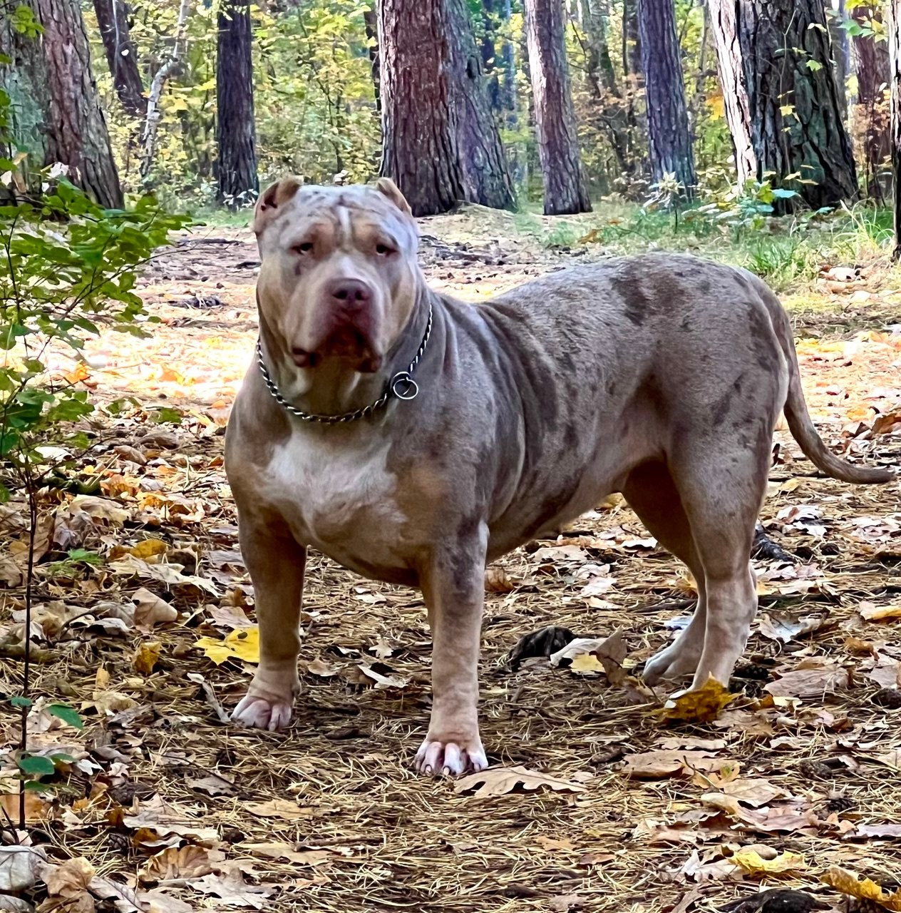 BBK’s Amber. Американские булли XL в г. Калининград. Питомник Great Bully UNIVERSE