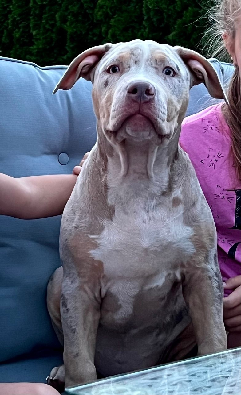 BBK’s Amber. Американские булли XL в г. Калининград. Питомник Great Bully UNIVERSE