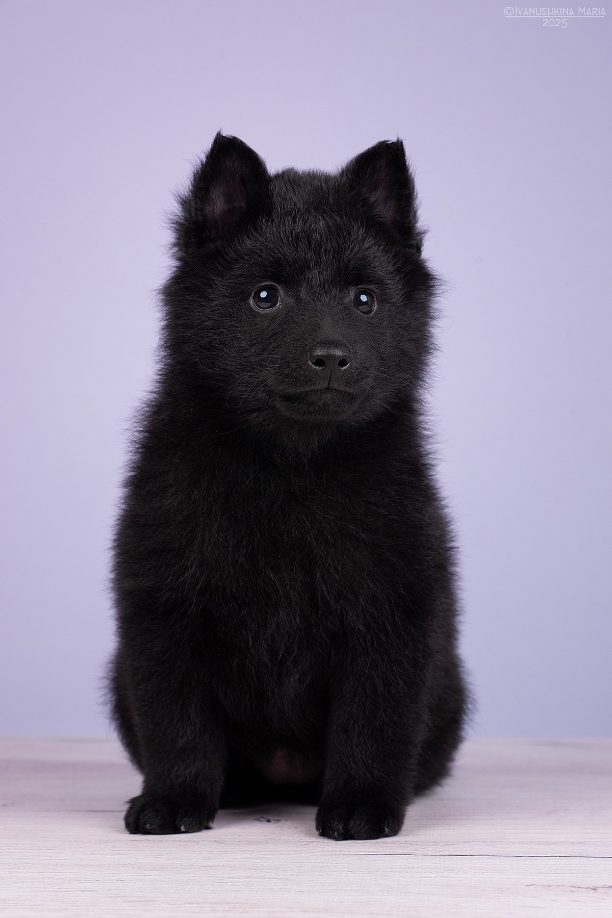 Фотосессия щенков на фонах. Фотограф собак в Москве и Московской области Иванушкина Мария