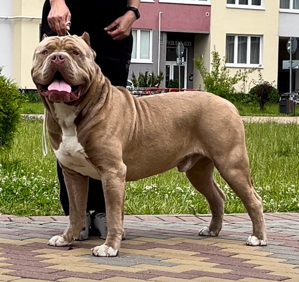 Хантер. Американские булли XL в г. Калининград. Питомник Great Bully UNIVERSE
