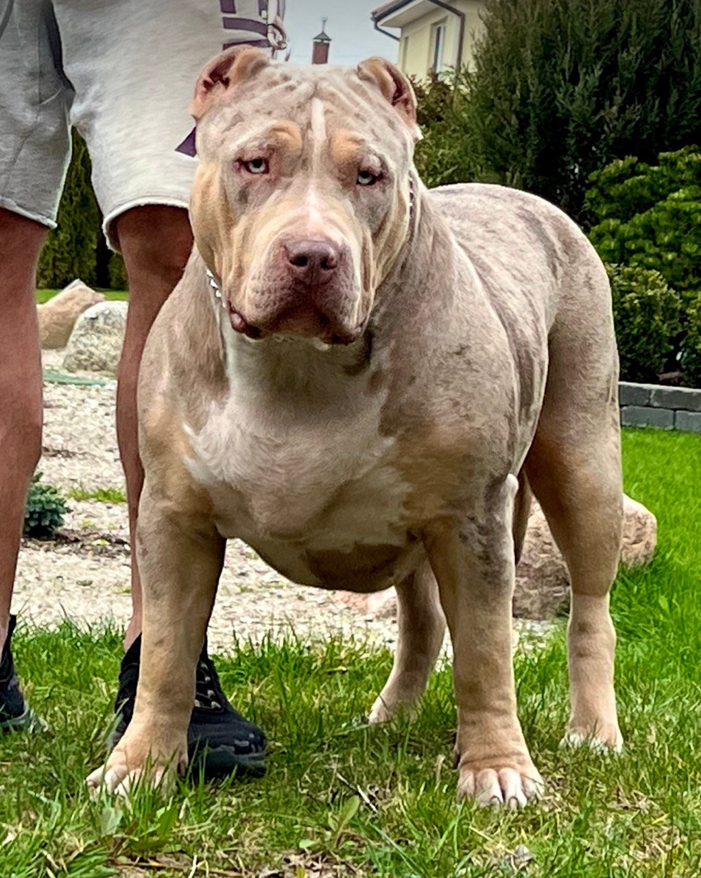 BBK’s Amber. Американские булли XL в г. Калининград. Питомник Great Bully UNIVERSE