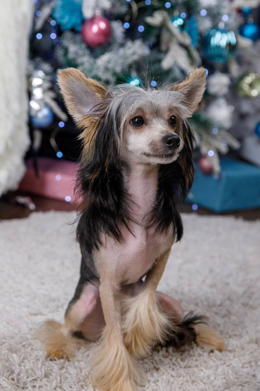 Laisan Island Franklin (Franklin). 6 months. Chinese Crested Dog Kennel Poale Ell