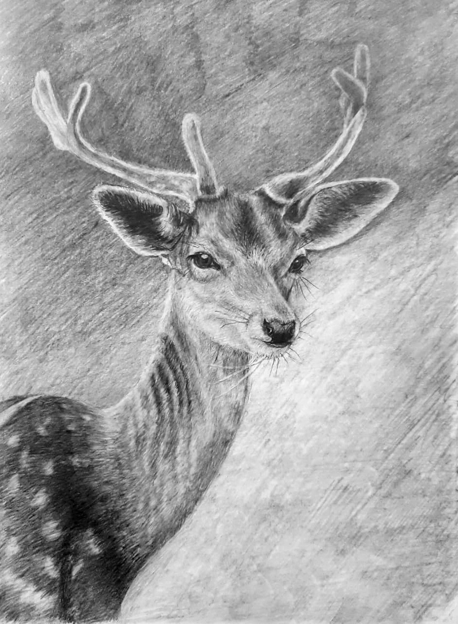 Любовь Шатунова | Портрет питомца по фото. Любовь Шатунова | Портреты по фото | Пейзажи на заказ | Натюрморты | Анимализм