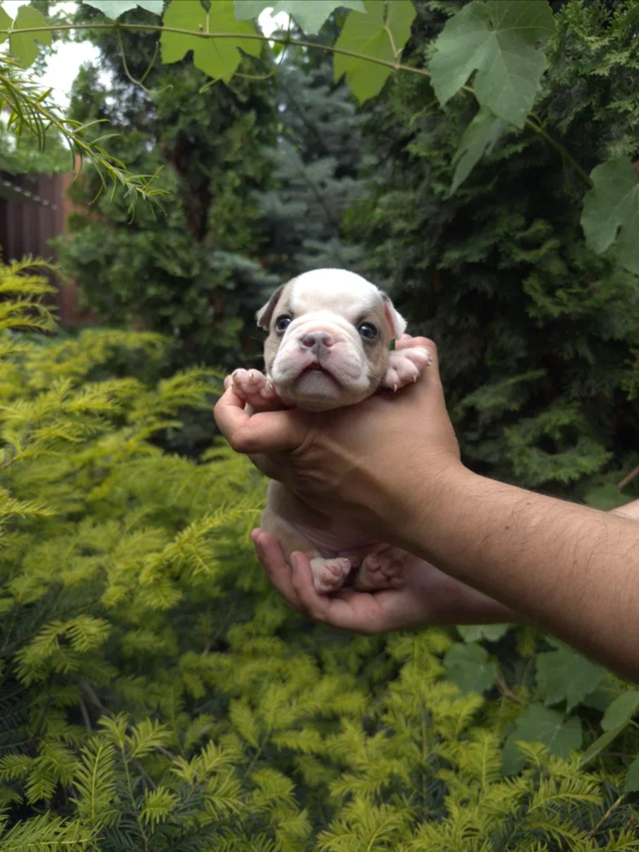 Помет Каспер и Адель. 08.05.25. Американский Булли в г. Ростов-на-Дону. Питомник THE POWER OF SIBERIA