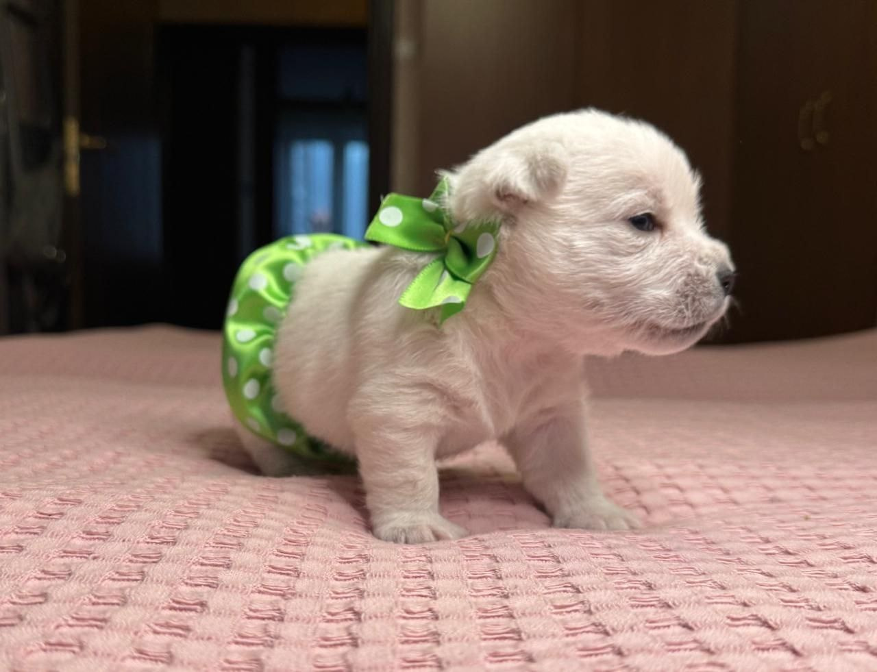 Щенки 14.01.2025. Питомник собак породы вест хайленд вайт терьер в Москве