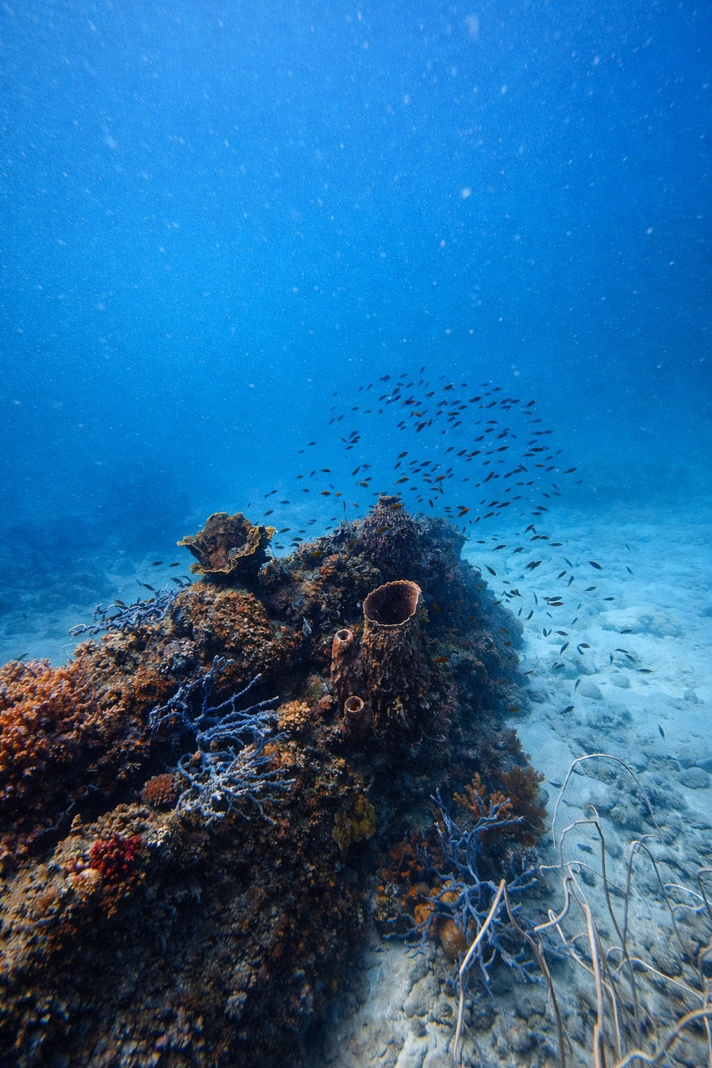 Дайвинг во Вьетнаме. Индивидуальные Экскурсии. Дайвинг во Вьетнаме. Индивидуальные Экскурсии